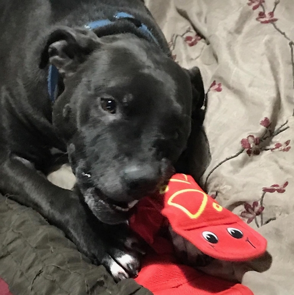 Tyson - Picture 4 of 7